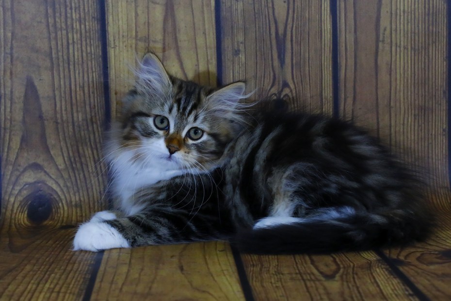 Коты Сибирские Близнецы