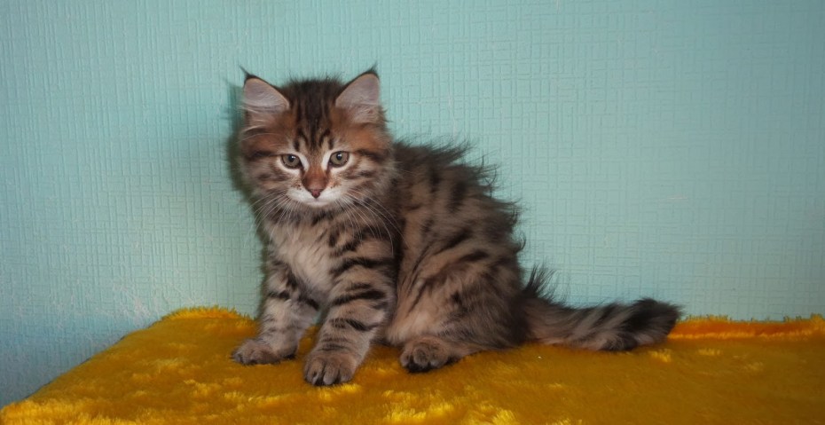 Котята сибирской породы 2 недели