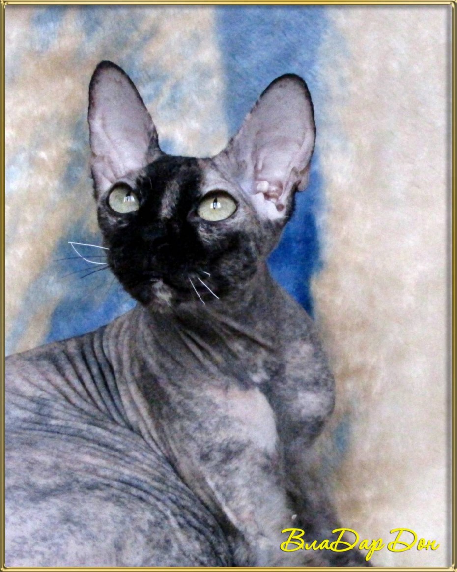 Котенок от сфинкса и обычного кота