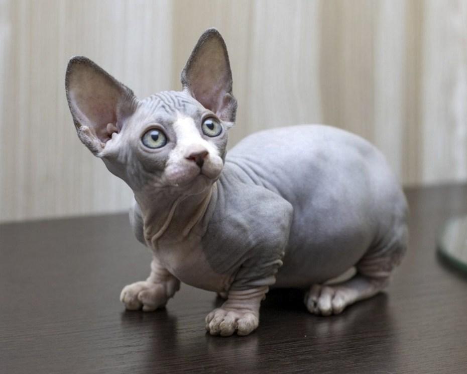 Кошка сфинкс метис