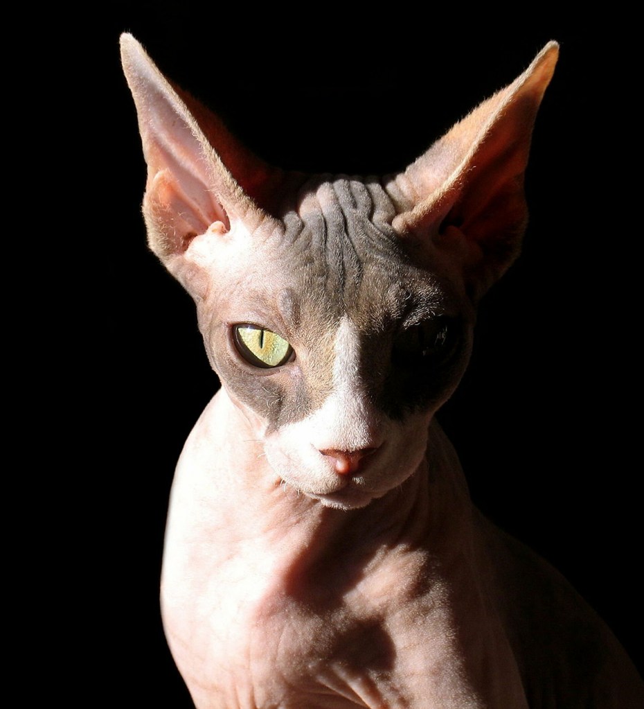 Котята сфинкса с шерстью метис
