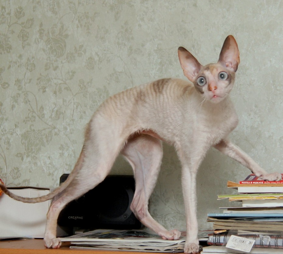 Донской сфинкс Корниш рекс