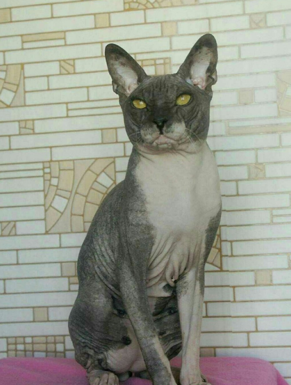Персидский кот и сфинкс