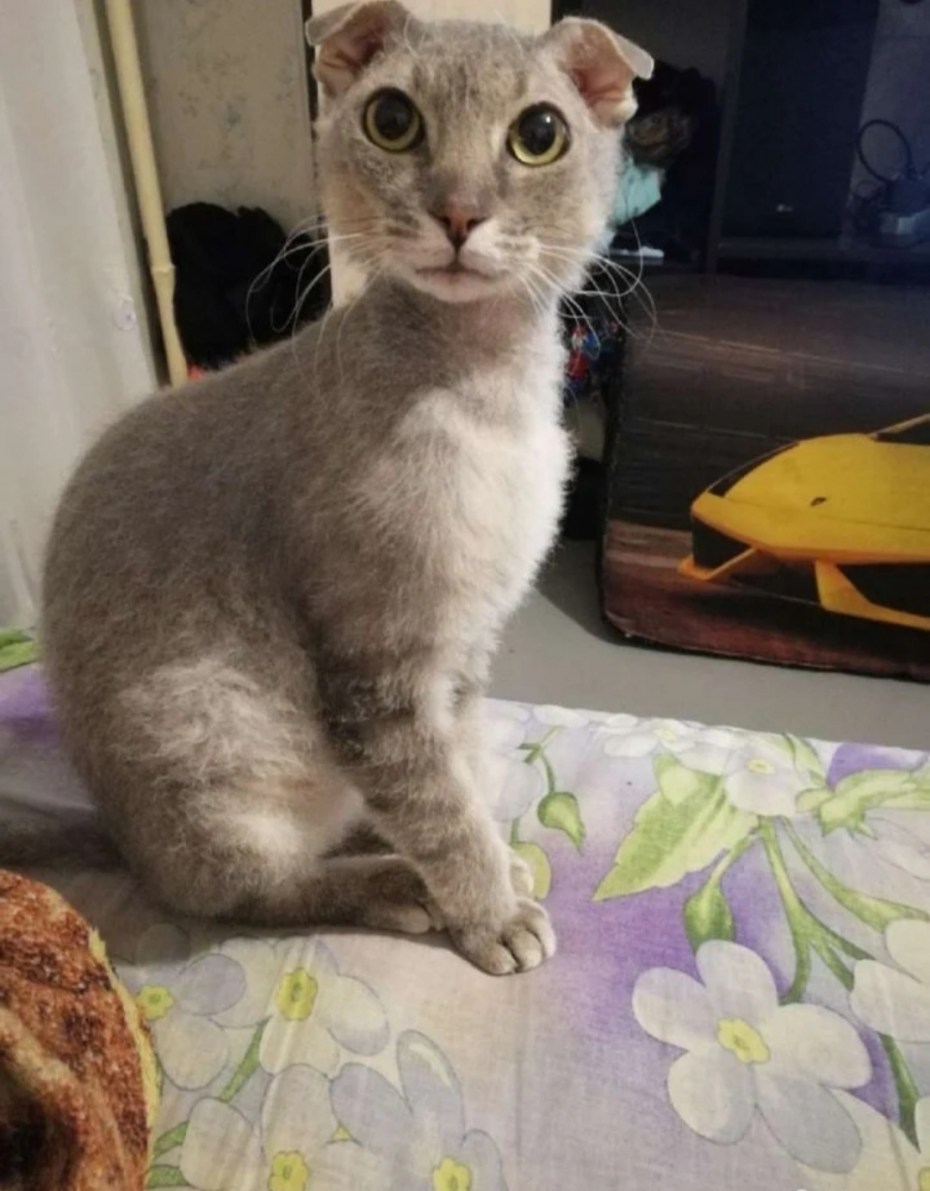 Котята метисы сфинкса