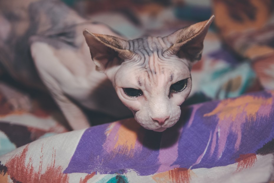 Кот с лысой макушкой