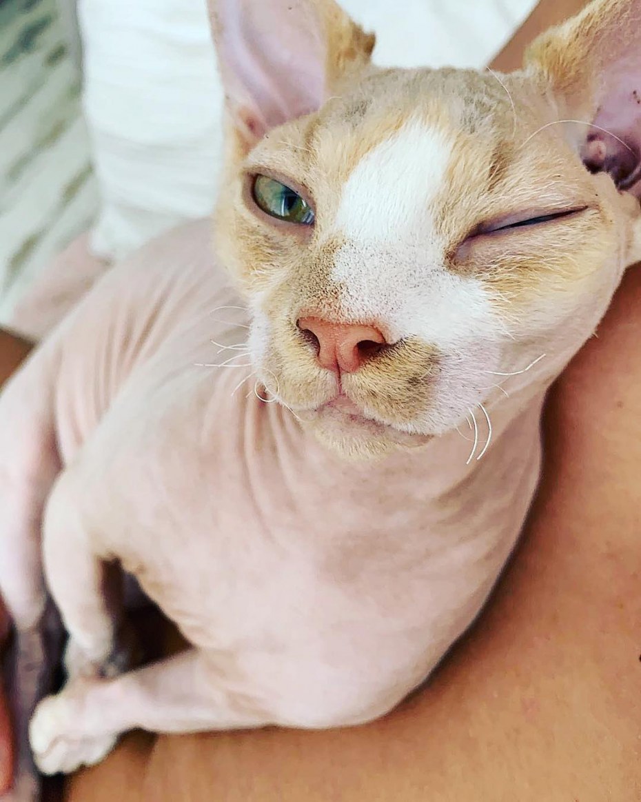 Лишай у кота на голове и шее
