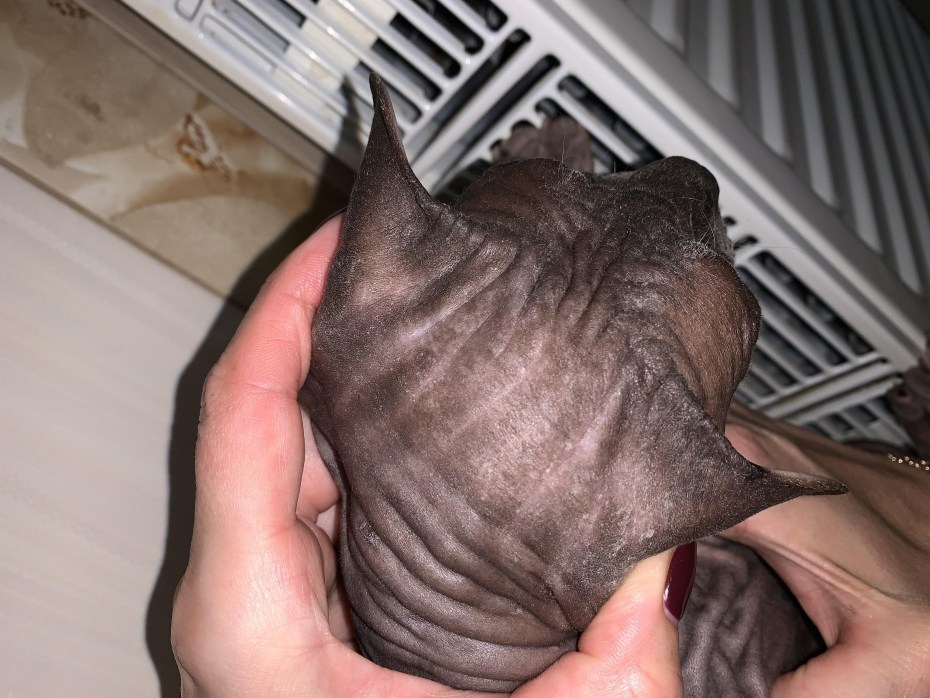 Кот сфинкс рыжий