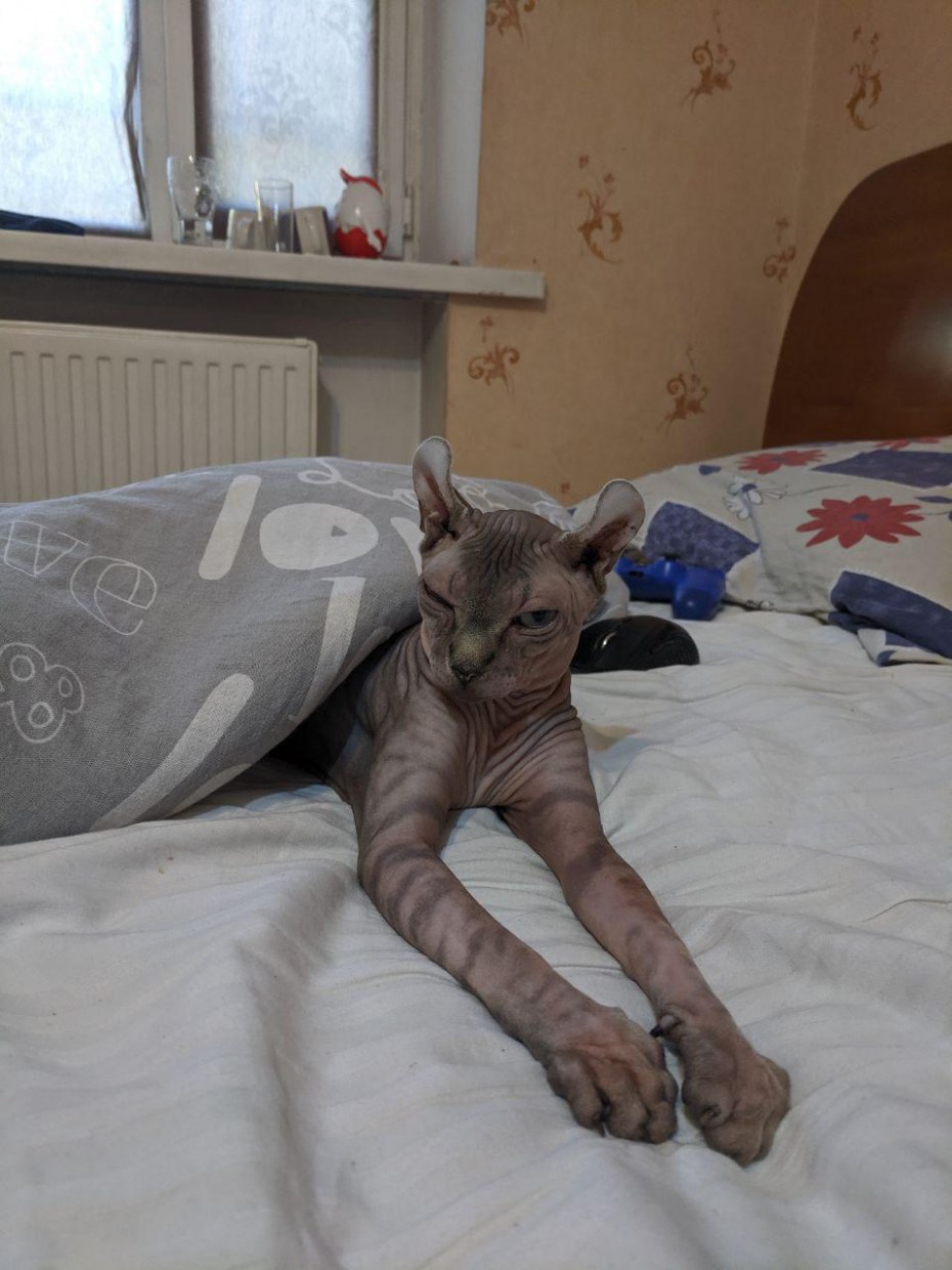 Облезлый кот
