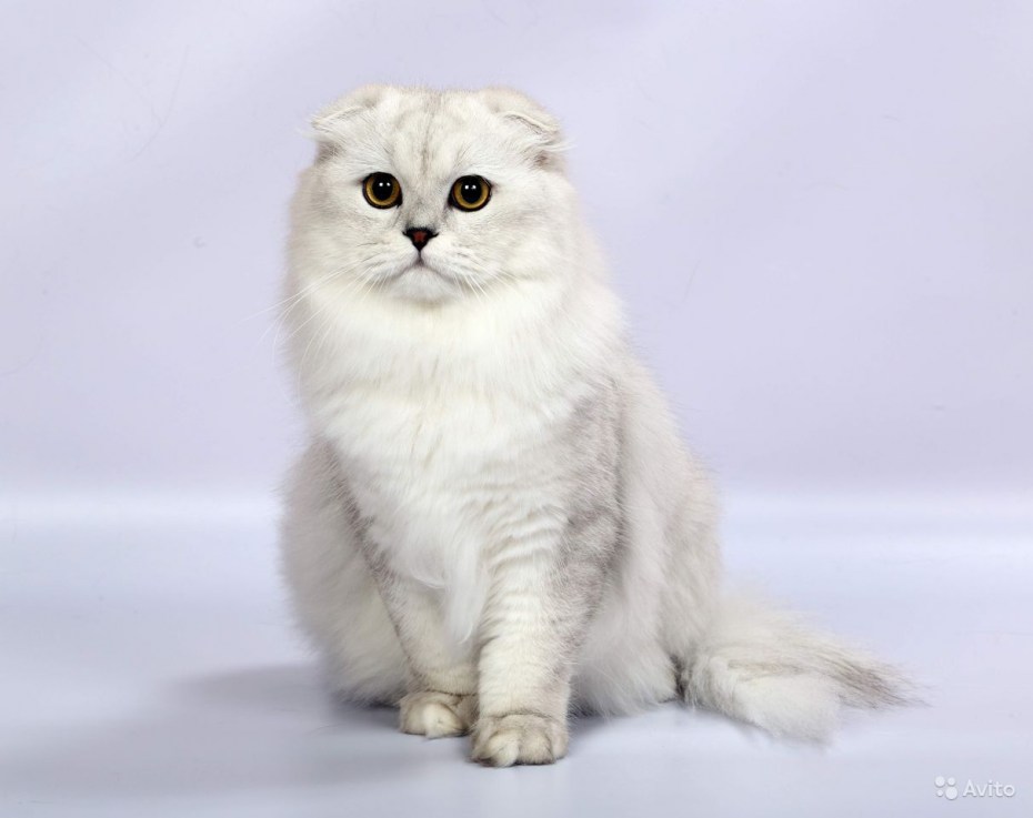 Кошка хайленд страйт