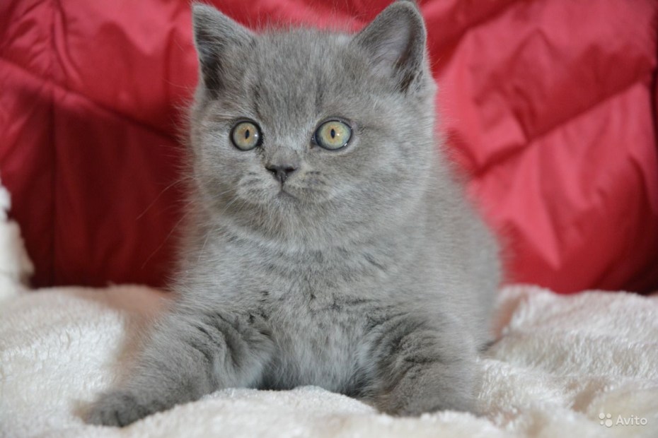 Длинношерстный британец котенок