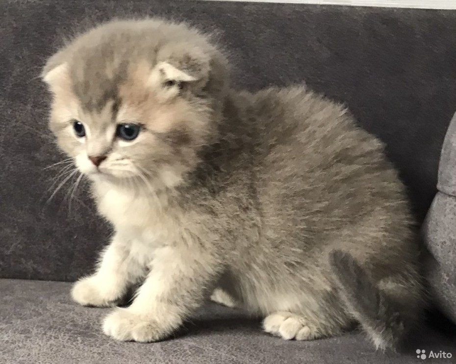 Шотландская вислоухая кошка Хайл фолд