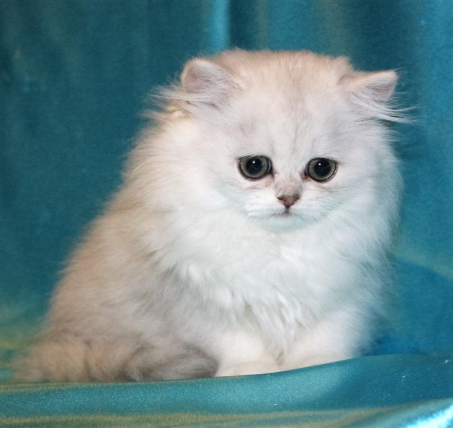 Сибирская Персидская шиншилла кошка