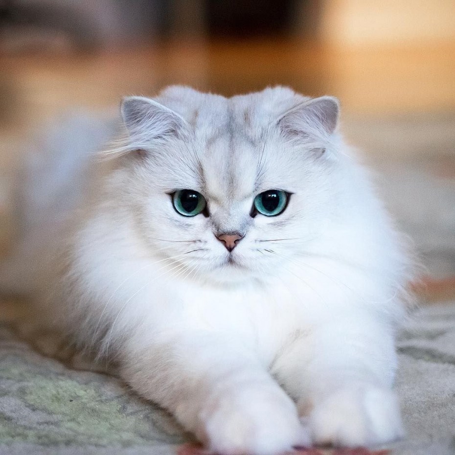 Персидская шиншилла
