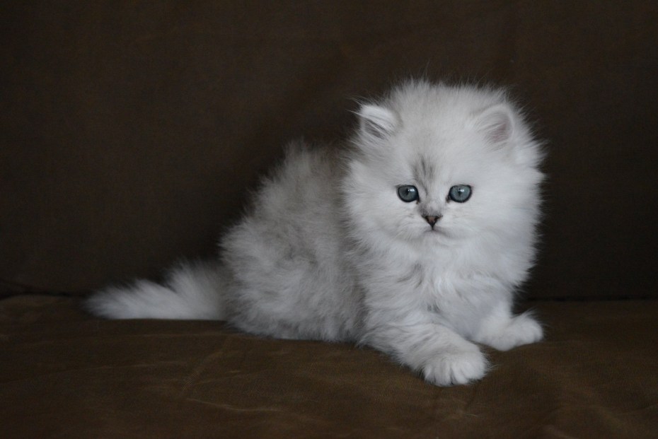 Персидская шиншилла котята