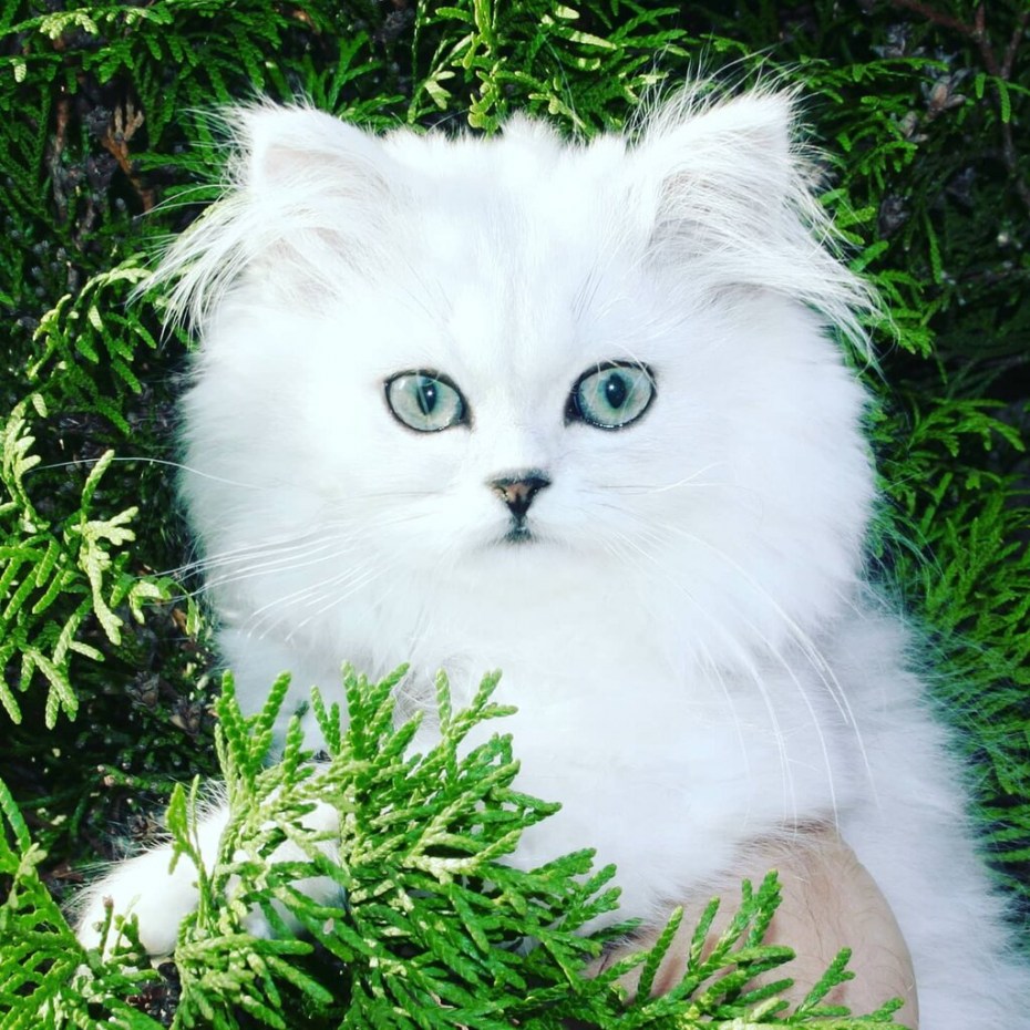 Кот породы шиншилла