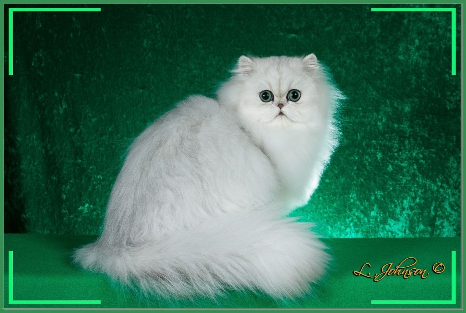 Персидская кошка серебристая шиншилла