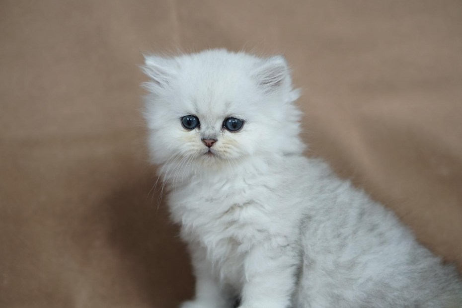 Персидская кошка серебристая шиншилла