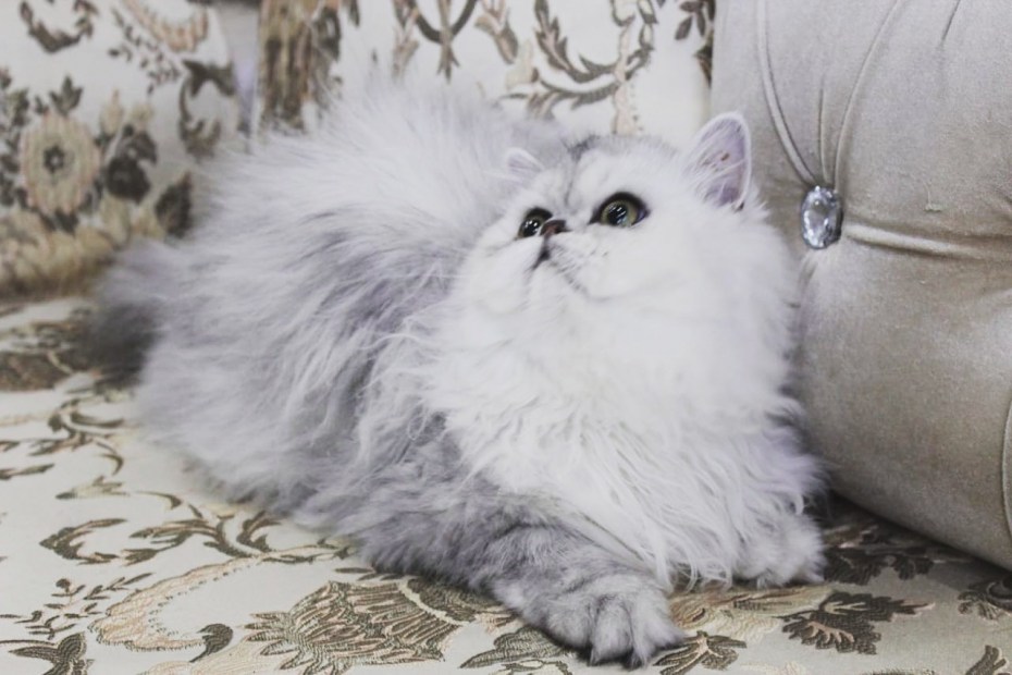 Персидская кошка голубая шиншилла