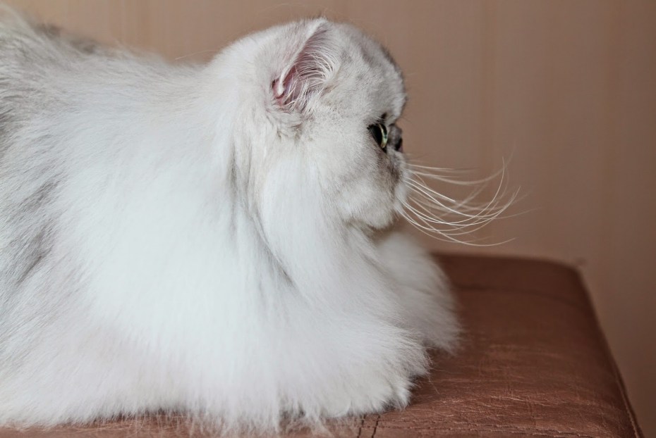 Персидский кот шиншилла тату