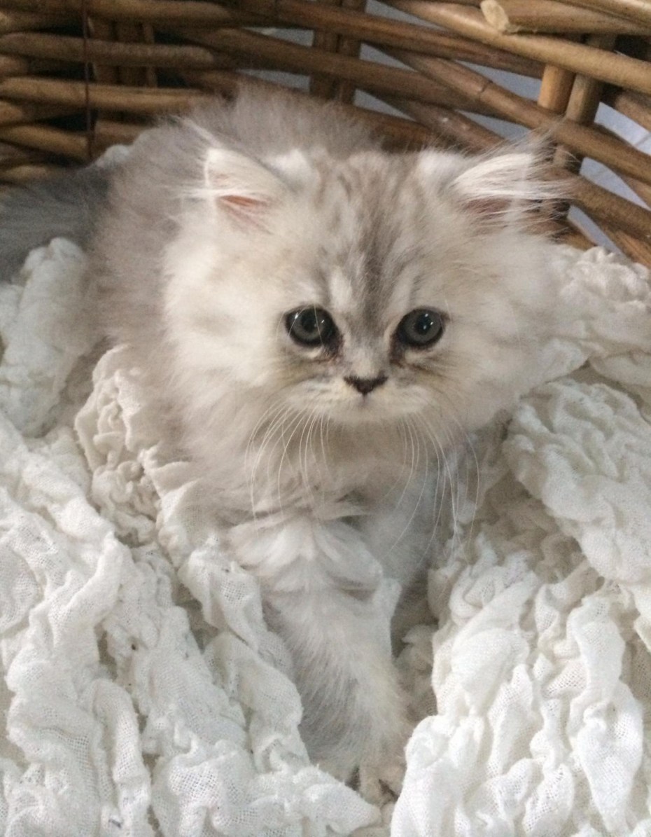 Персидская шиншилла кошка