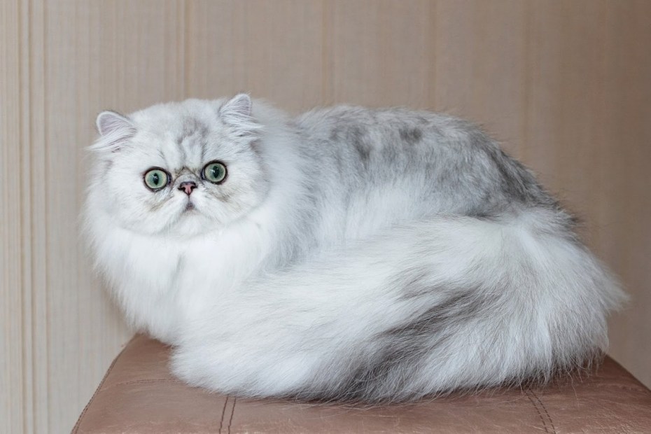 Персидская шиншилла