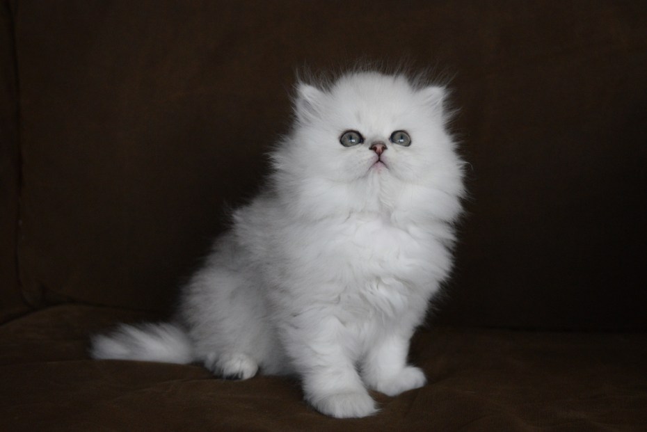 Серебряная шиншилла кошка