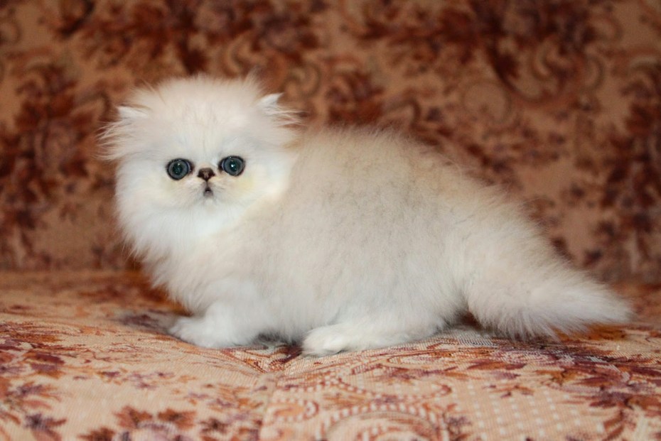 Бурмилла шиншилла