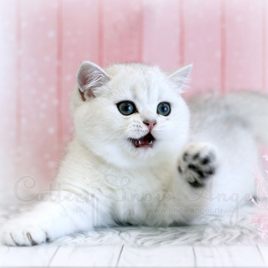 Персидская кошка серебристая шиншилла