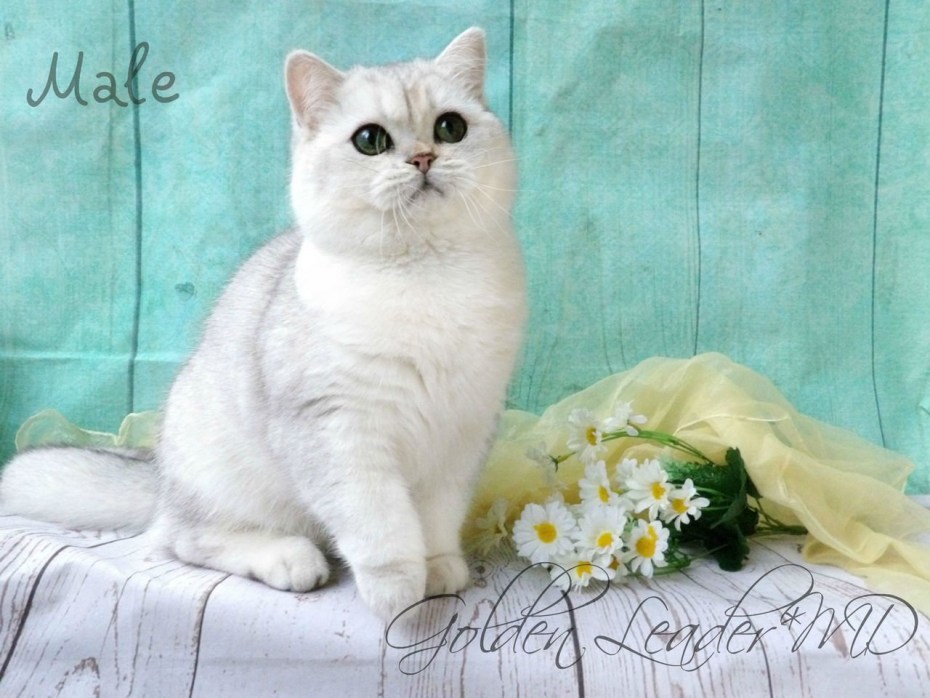 Персидская шиншилла