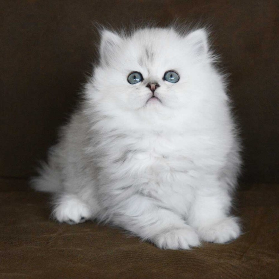 Персидская шиншилла кошка