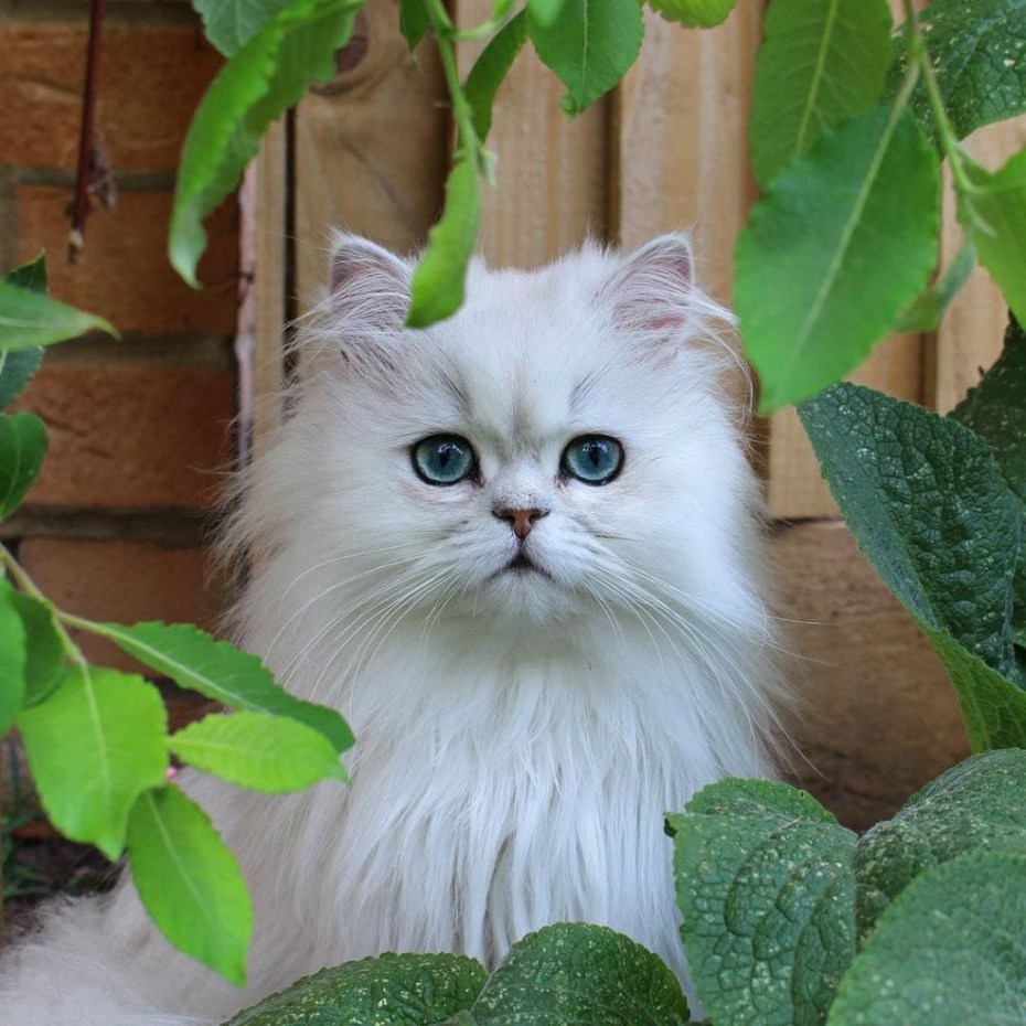 Сибирская Персидская шиншилла кошка