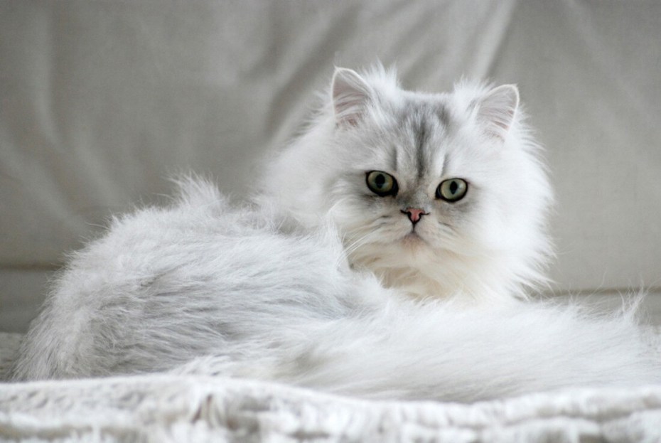 Персидская шиншилла