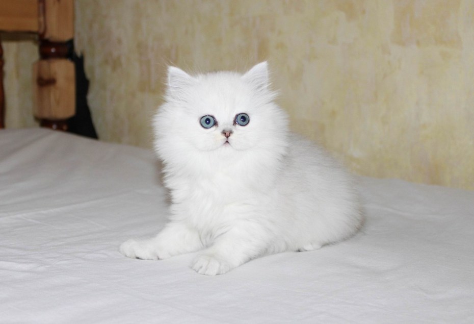 Персидские кошки новый год