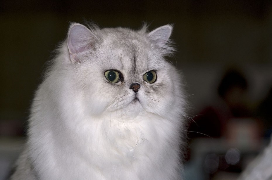 Персидская шиншилла кошка серая