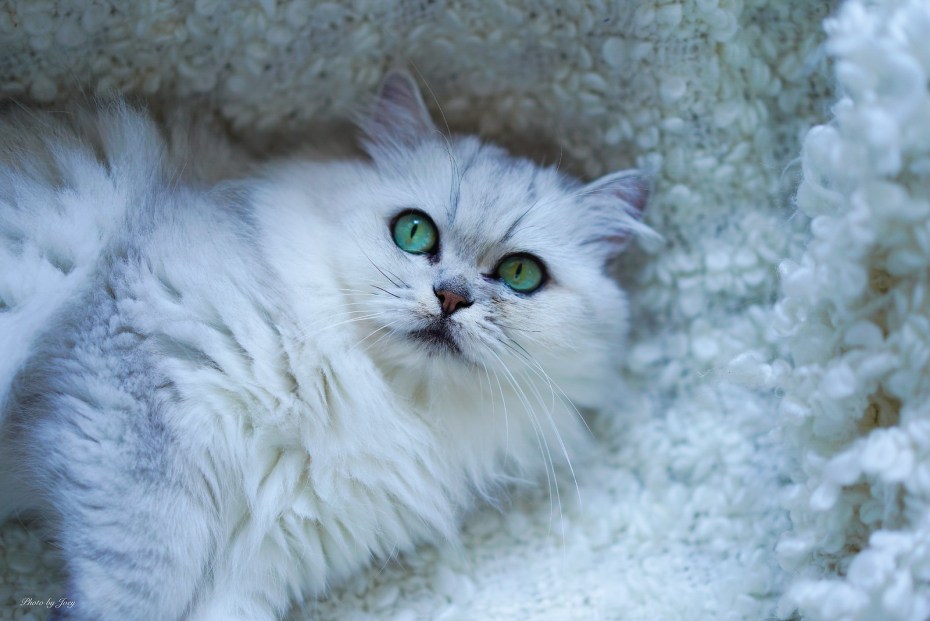 Бурмилла длинношерстная