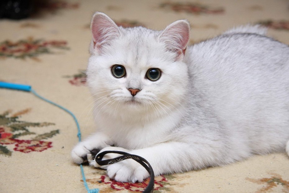 Персидская шиншилла котята
