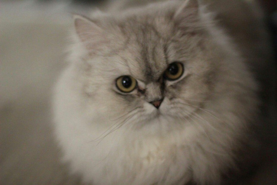 Британская короткошёрстная шиншилла