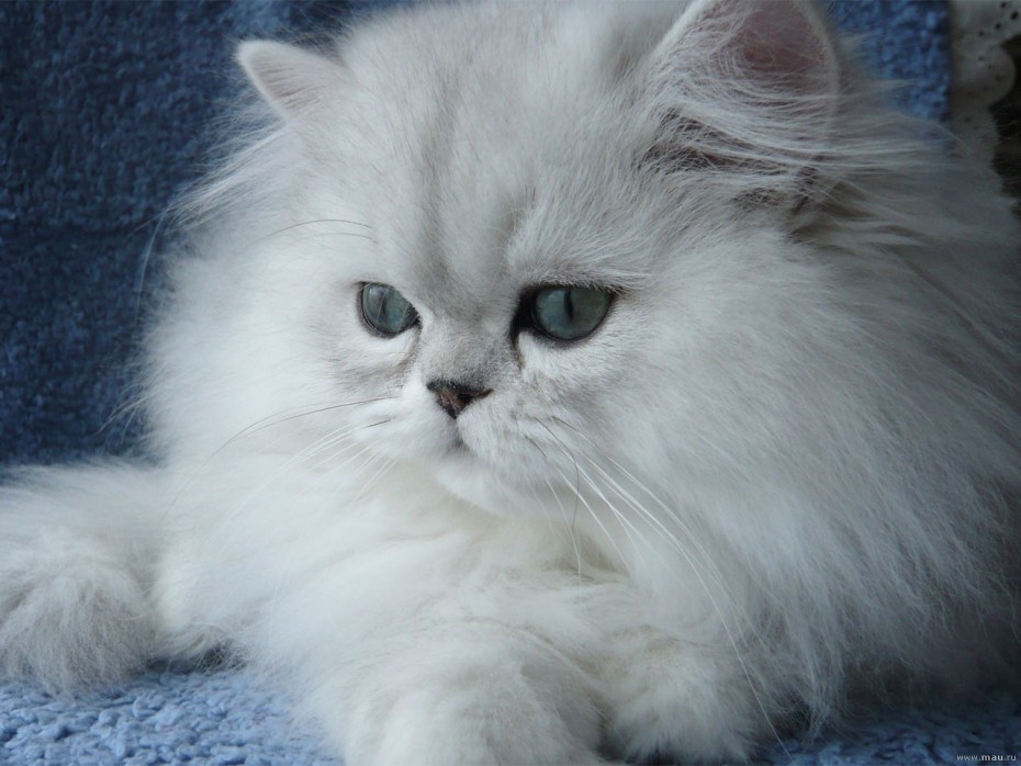 Персидская шиншилла