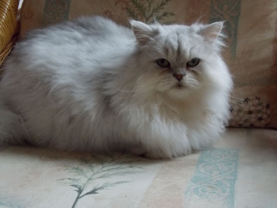 Персидская шиншилла питомник Snow Dream