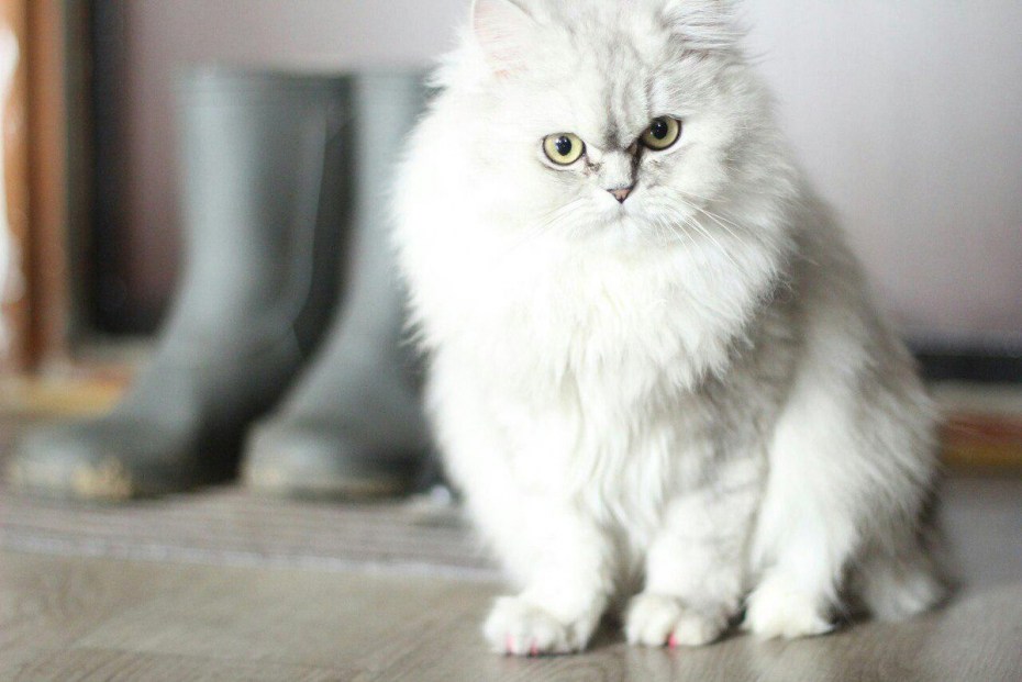 Персидская шиншилла кошка