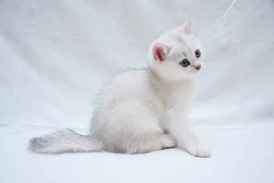 Перс шиншилла кот