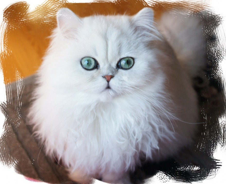 Сибирская шиншилла Персидская