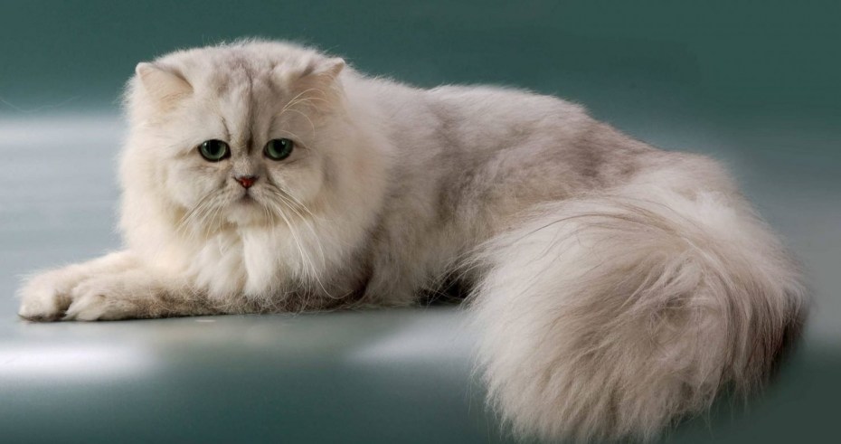 Шотландская кошка прямоухая шиншилла