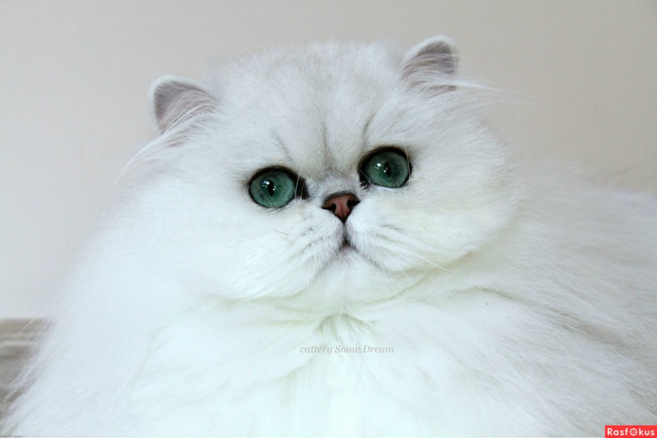 Персидская кошка классического типа шиншилла