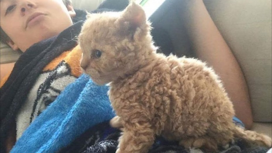 Кот Селкирк рекс