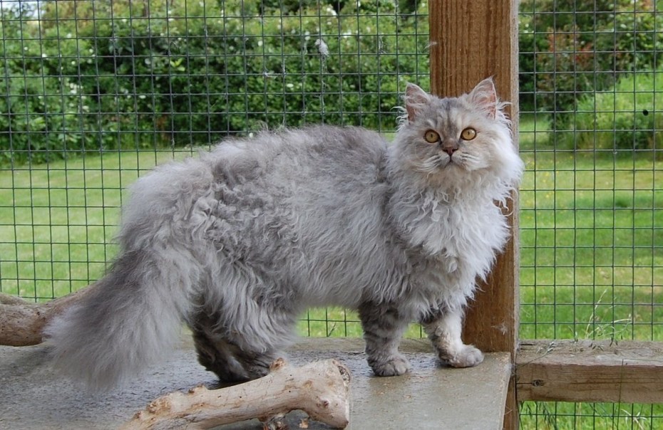 Лаперм кошка