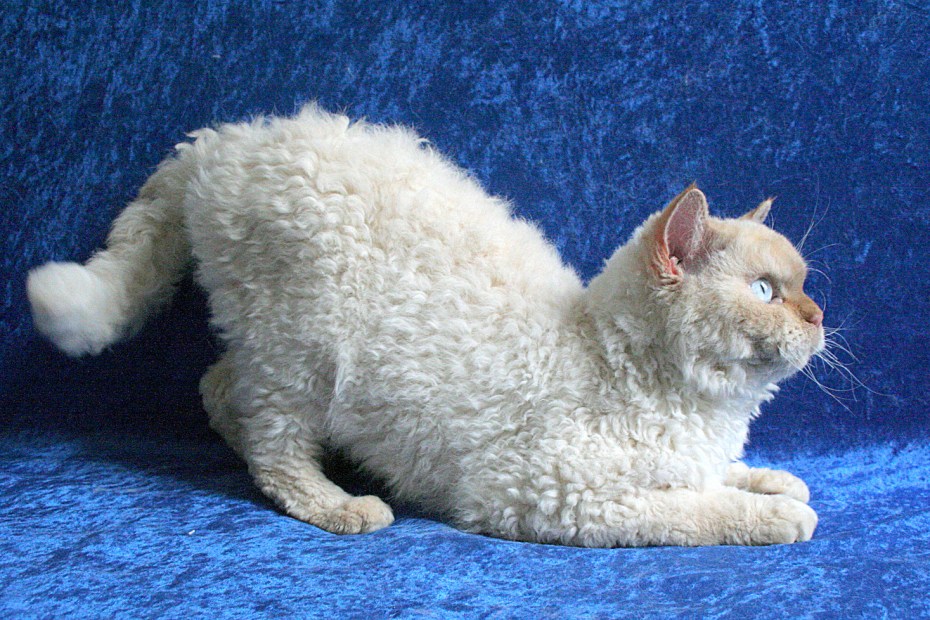 Кот Селкирк рекс