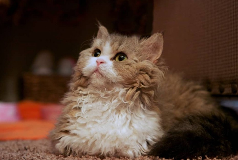 Кошка Селкирк рекс чёрный