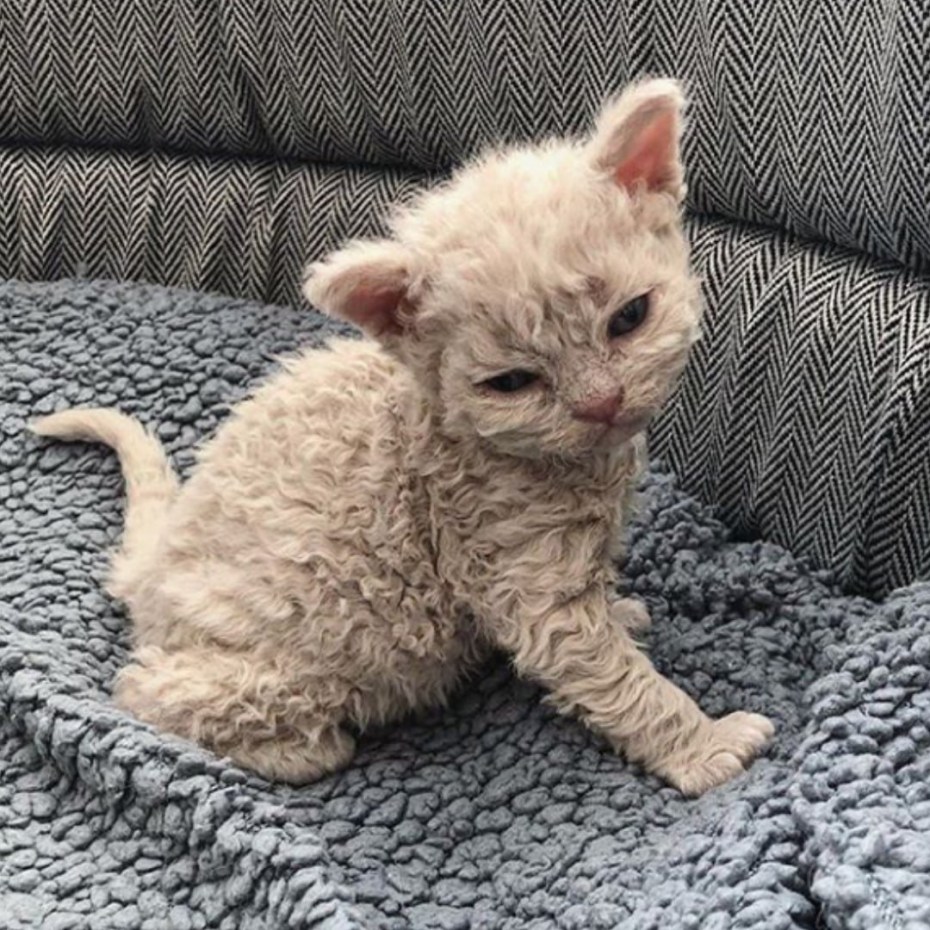 Кошка Селкирк рекс