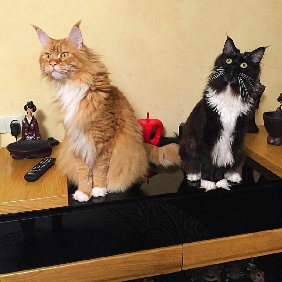 Кот Мейн кун